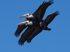 Pelecanus occidentalis