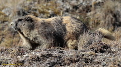 Marmota olympus
