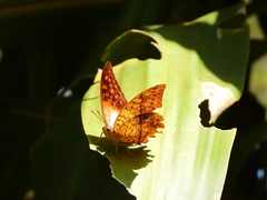Charaxes varanes