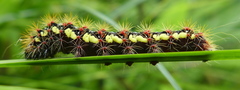 Bolboschoenus maritimus paludosus