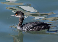 Podiceps nigricollis