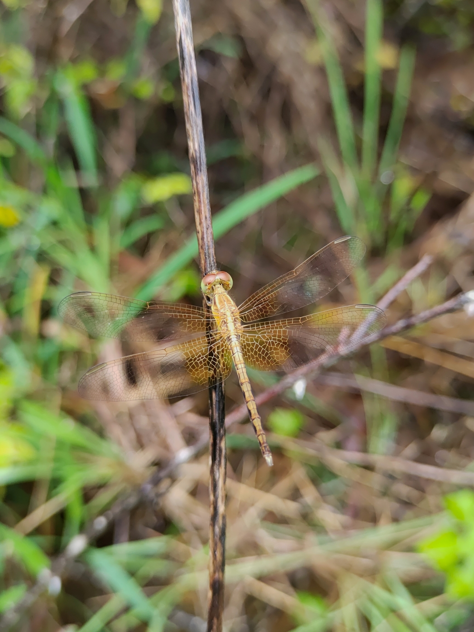 Ruddy Meadow Skimmer