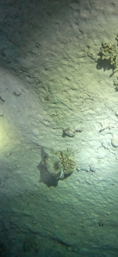 Masked Puffer — seen at this dive site