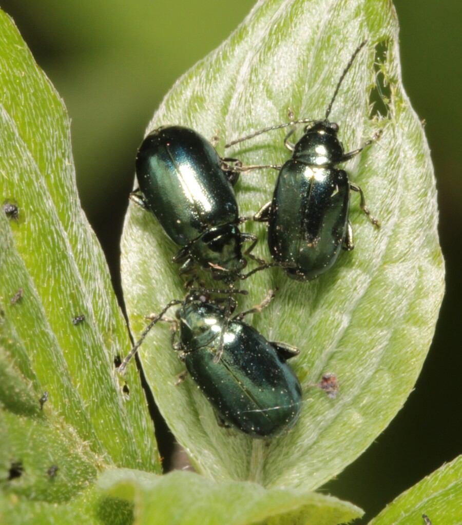 Altica cornivorax