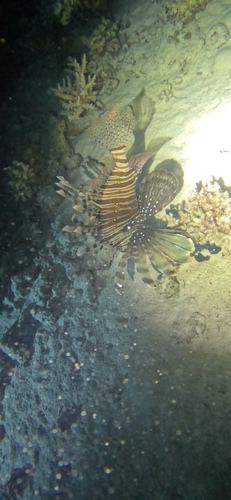 Indian Lionfish (Pterois miles)