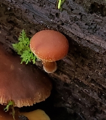 Tubaria vinicolor