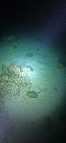 Bluespotted Fantail Ray — seen at this dive site
