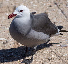 Larus heermanni