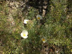 Eschscholzia californica californica