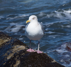 Larus argentatus