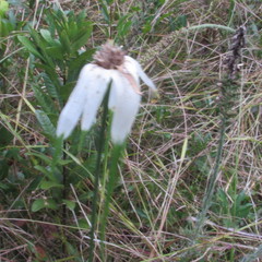 Rhynchospora latifolia