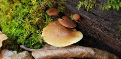 Tubaria vinicolor