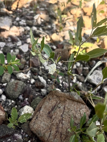 pale five-eyes (Chamaesaracha pallida)