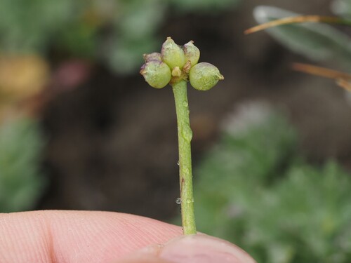Callianthemum coriandrifolium, photograph 4