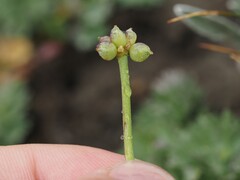 (c) Louis Aureglia, some rights reserved (CC BY) Callianthemum coriandrifolium, photograph (c) Louis Aureglia, some rights reserved (CC BY)