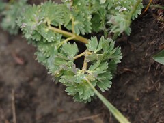 (c) Louis Aureglia, some rights reserved (CC BY) Callianthemum coriandrifolium, photograph (c) Louis Aureglia, some rights reserved (CC BY)