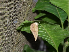 Charaxes varanes