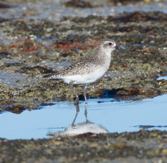 Pluvialis squatarola