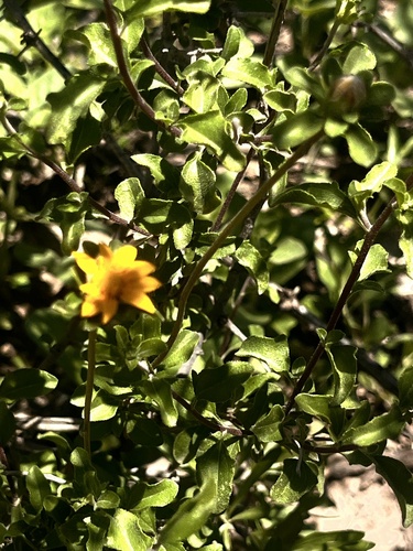 Shortleaf Jefea (Jefea brevifolia)