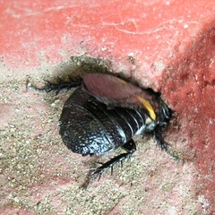 Panesthia plagiata