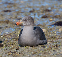 Larus heermanni