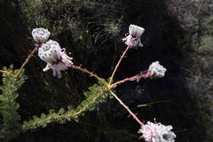 Serruria reflexa