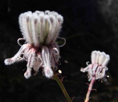 Serruria reflexa