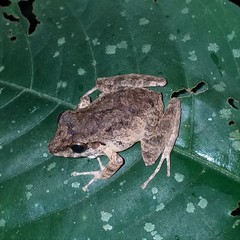 Pristimantis diadematus