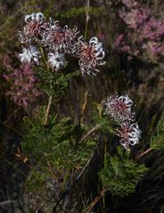 Serruria pedunculata