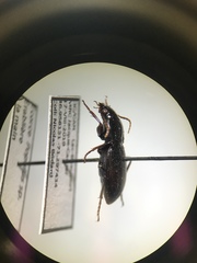 Pterostichus tristis