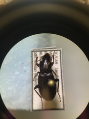 Pterostichus tristis