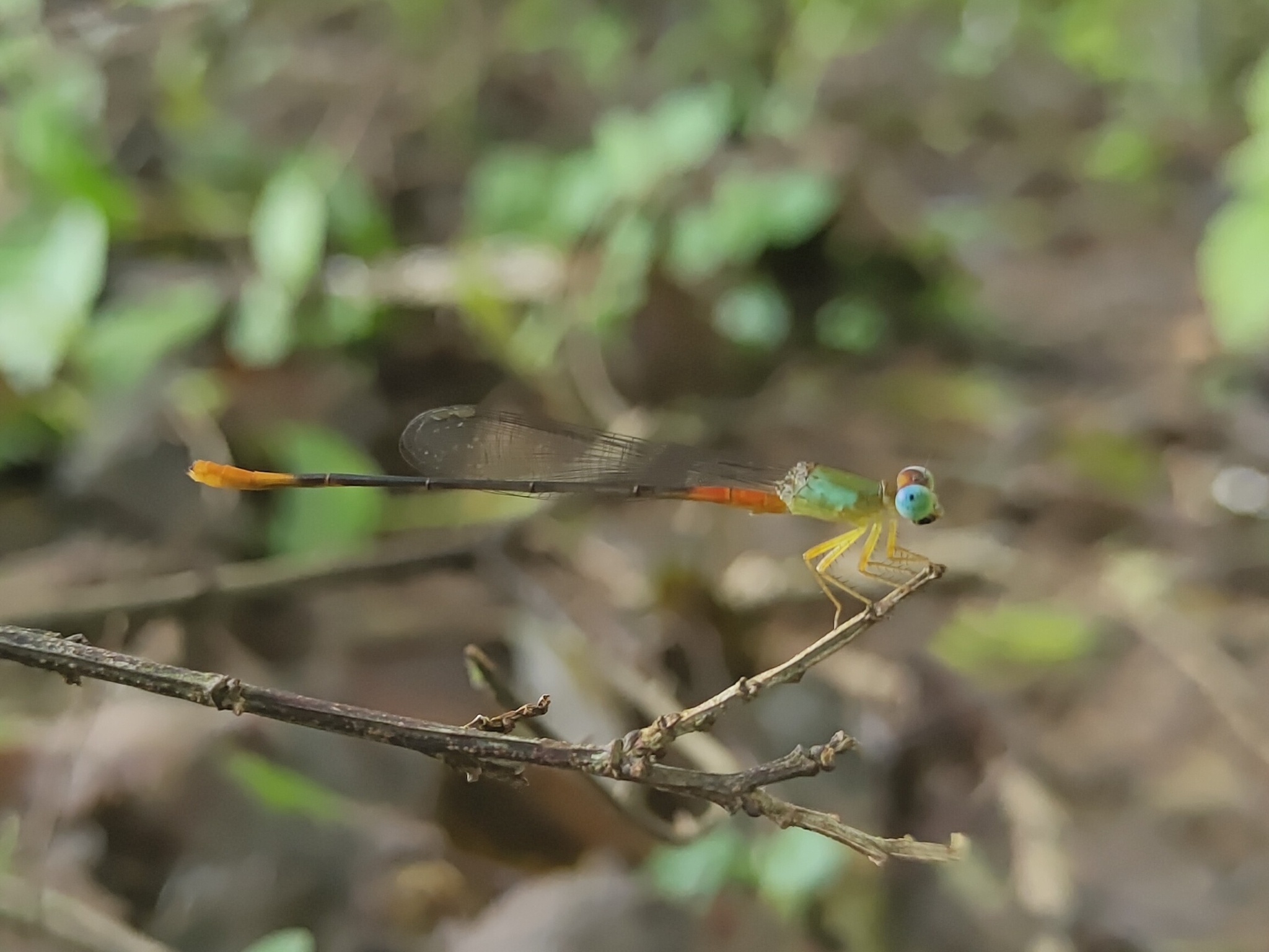 Orange-Tailed Marsh Dart