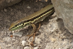 Troodos Wall Lizard photo 5
