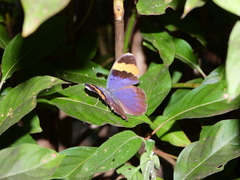 Euphaedra neophron