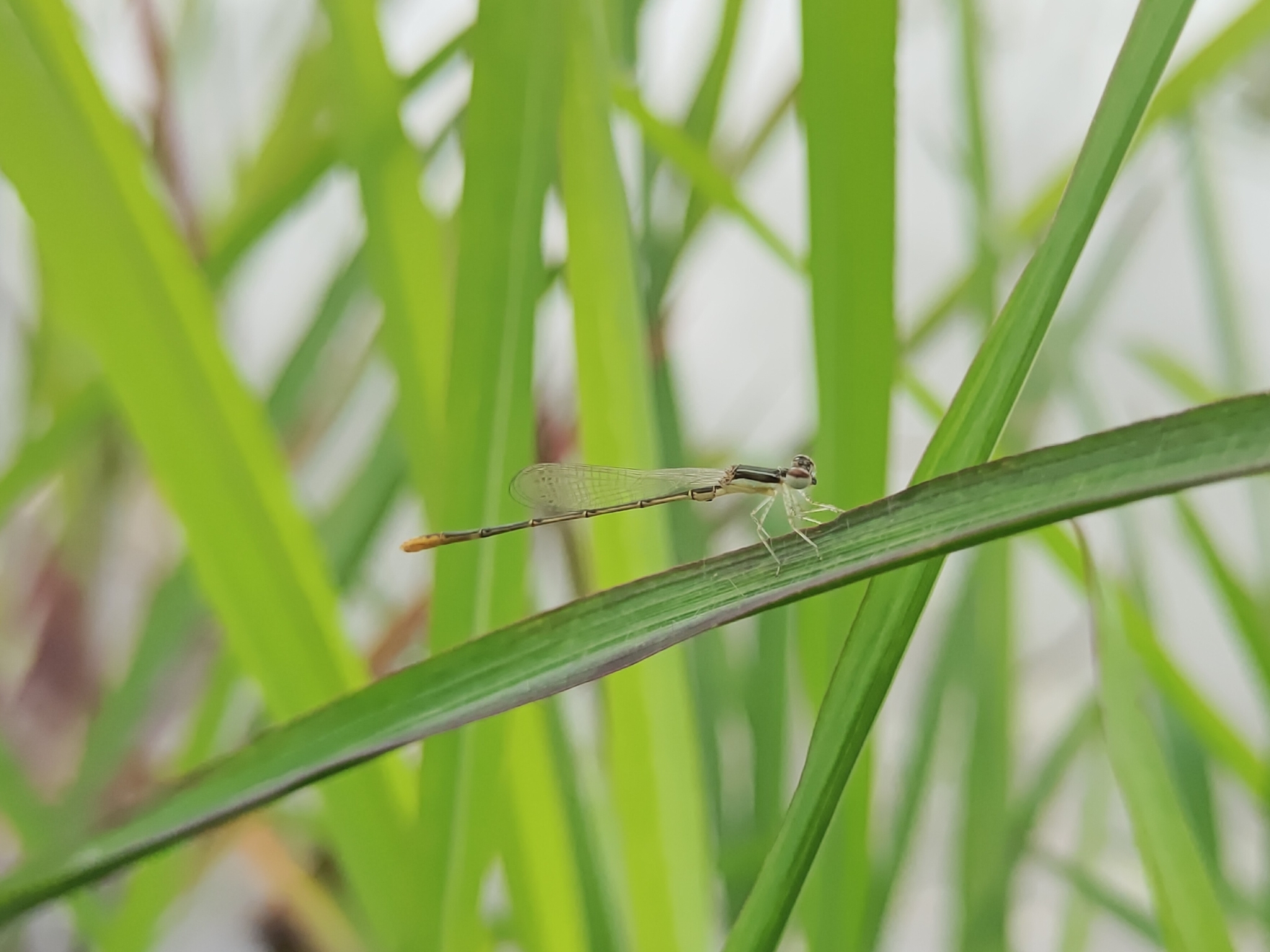 Pygmy Dartlet