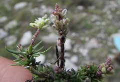 Polygala dolichocarpa