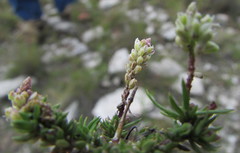 Polygala dolichocarpa