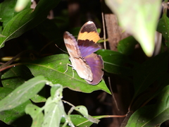 Euphaedra neophron
