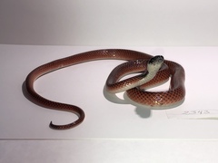 Drepanoides anomalus