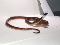 Drepanoides anomalus