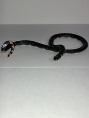 Atractus elaps