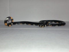 Atractus elaps