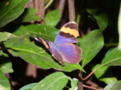 Euphaedra neophron