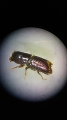 Ips grandicollis