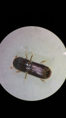 Ips grandicollis