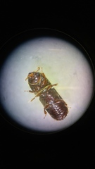 Ips grandicollis