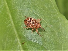 Storeus albosignatus