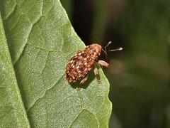 Storeus albosignatus