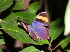 Euphaedra neophron