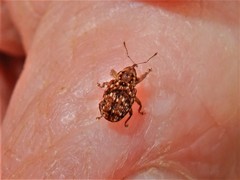 Storeus albosignatus